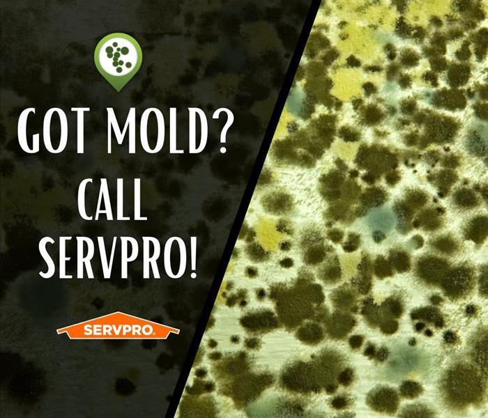 mold spores